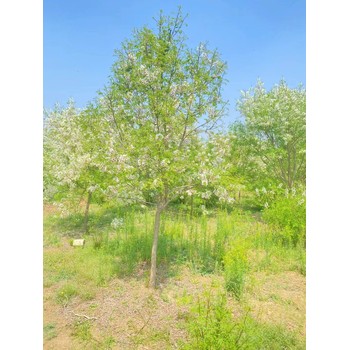 河南鄭州新密文冠果基地