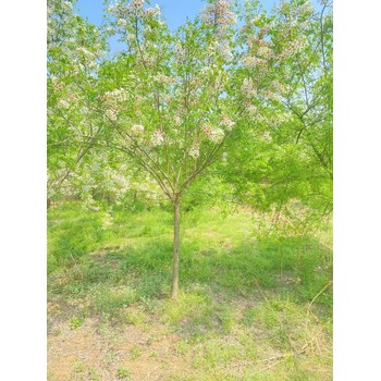 山東棗莊市中區(qū)文冠果種植基地