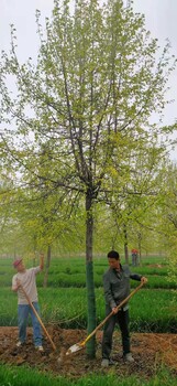 山東煙臺(tái)萊山區(qū)杜梨樹生產(chǎn)基地