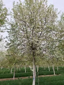 山西長治屯留杜梨苗圃基地