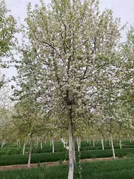 河北承德鹰手营子矿区杜梨树苗圃基地