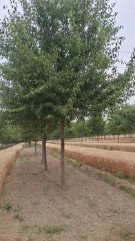 河南洛阳西工杜梨树种植基地