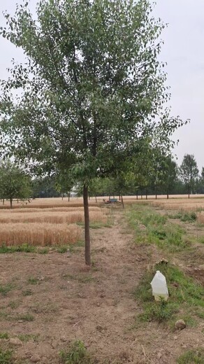 河南焦作孟州杜梨樹種植基地