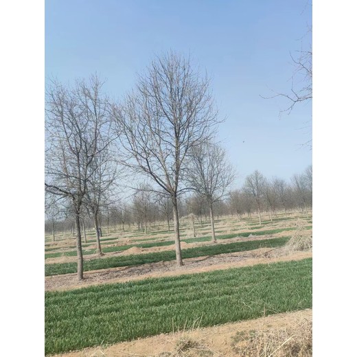 河南漯河郾城區杜梨苗圃基地
