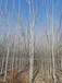 山東青島膠州毛白楊批發(fā)基地?zé)o飛絮毛白楊大量有貨