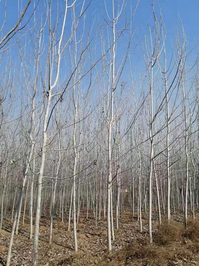 山東蒼山白楊樹苗批發(fā)供應(yīng)楊樹苗批發(fā)基地