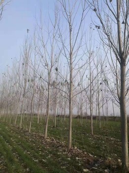 山東臨朐毛白楊批發(fā)基地?zé)o飛絮毛白楊大量有貨