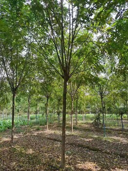 河北唐山路北區(qū)香花槐苗圃基地