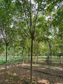 河北泊头香花槐种苗基地