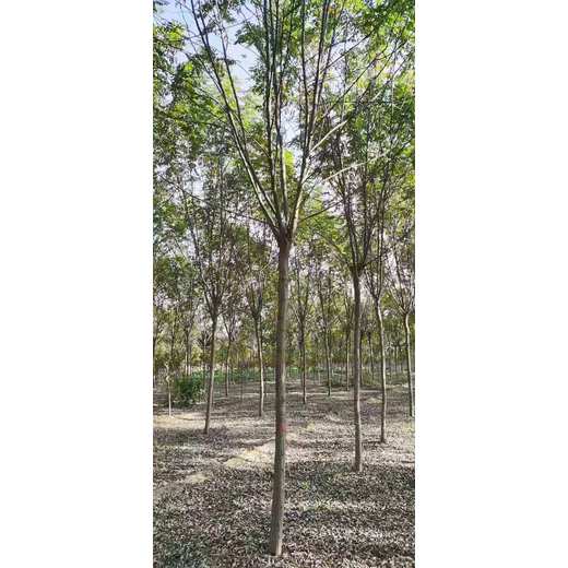 河北唐山漢滬區(qū)香花槐批發(fā)基地