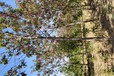 萊西香花槐批發(fā)基地