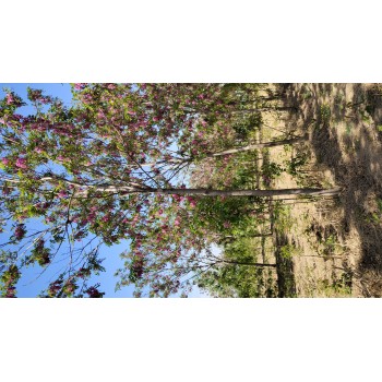 武城香花槐繁殖基地
