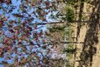 山東黃島區(qū)香花槐種苗基地