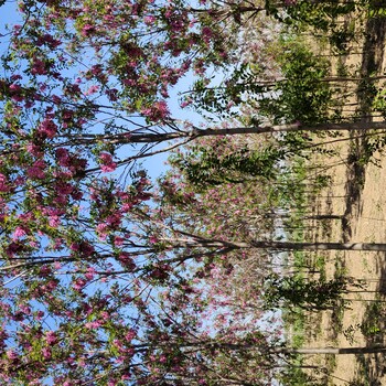 山东聊城东阿香花槐种苗基地