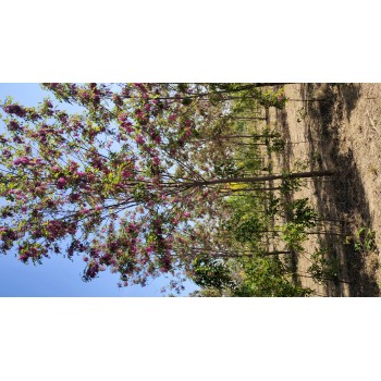 河北石家庄裕华区香花槐种植基地