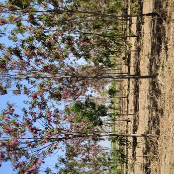 山东聊城东阿香花槐种苗基地