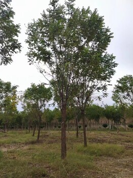 河北邢台广宗香花槐苗圃基地