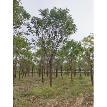 河北邯鄲曲周香花槐育苗基地