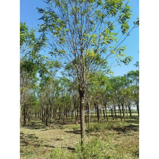 山东临沂河东区香花槐繁殖基地