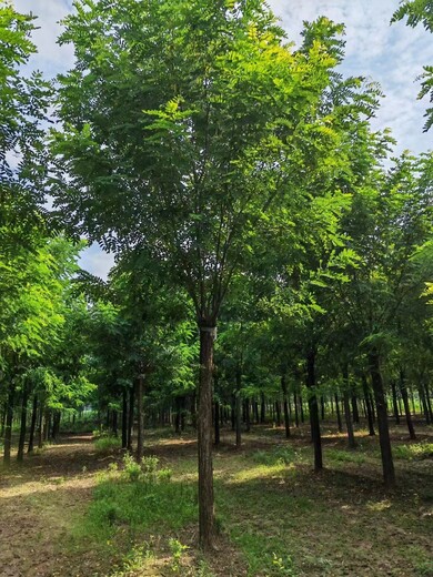 山东德城区香花槐育苗基地