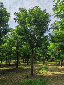 山东宁阳香花槐树基地