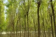 市北區(qū)香花槐種苗基地