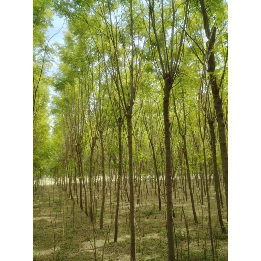 市北區(qū)香花槐種苗基地