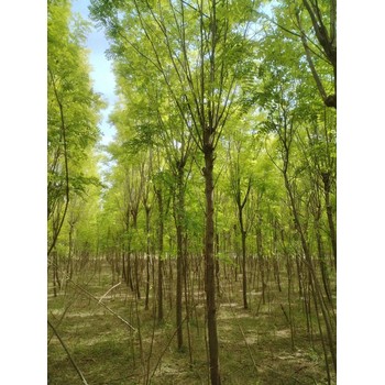 山东广饶香花槐种苗基地