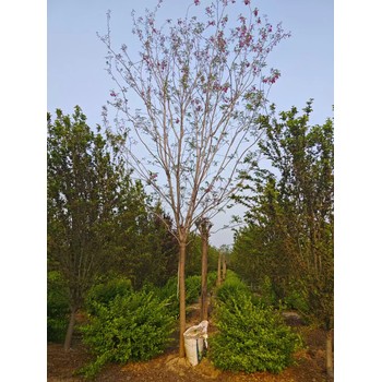 河北豐南區(qū)香花槐生產(chǎn)基地