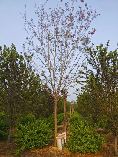 山東即墨香花槐種植基地