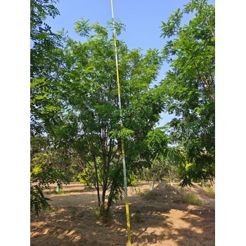 河北石家庄栾城香花槐繁殖基地