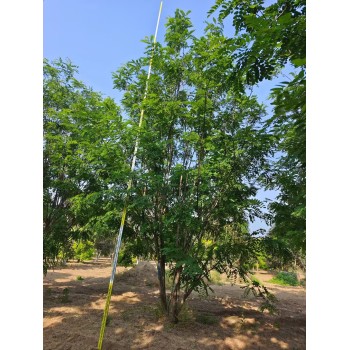 河北邢台广宗香花槐苗圃基地