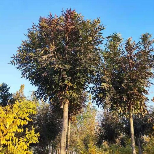 山東棗莊山亭區(qū)秋紫白蠟育苗基地