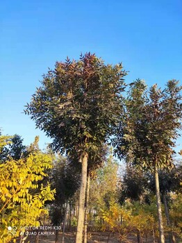 山東棗莊滕州秋紫白蠟培育基地
