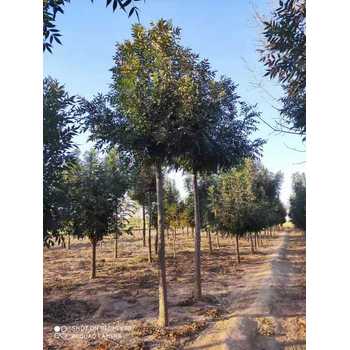 山東濰坊昌邑秋紫白蠟種植基地