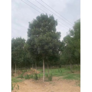 山東濰坊昌邑秋紫白蠟種植基地