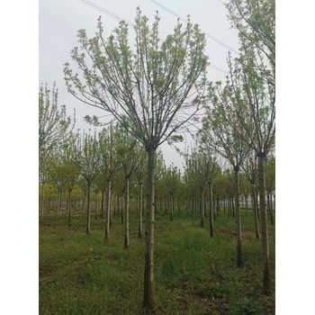 山東濱州無棣秋紫白蠟樹基地批發(fā)