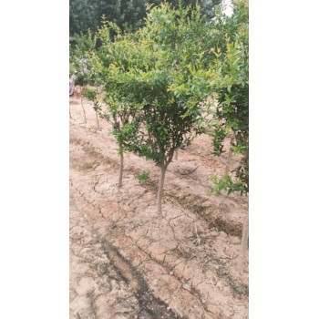 山東菏澤牡丹區(qū)石榴種植基地