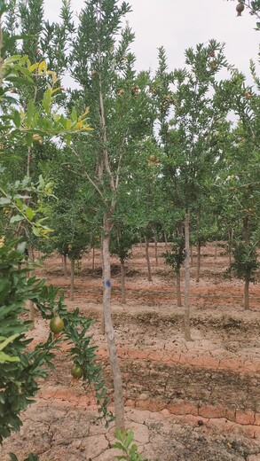 山東菏澤曹縣石榴樹種植基地