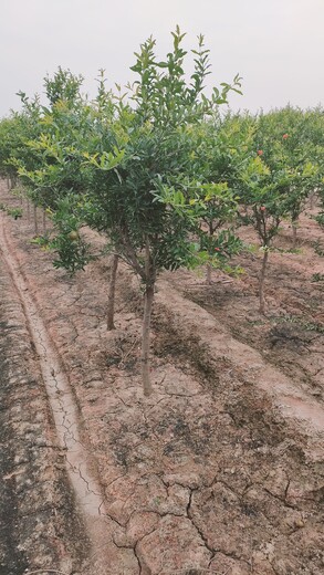 山东潍坊潍城区石榴树育苗基地