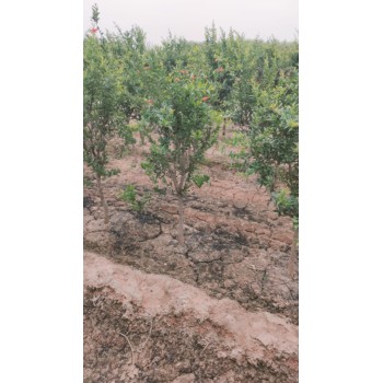 山東河?xùn)|區(qū)石榴樹種植基地