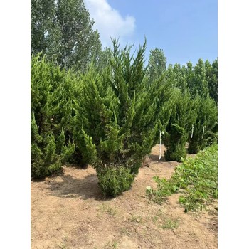 山東任城區龍柏育苗基地