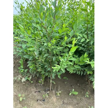 山東菏澤成武榆樹苗批發基地廠家出售