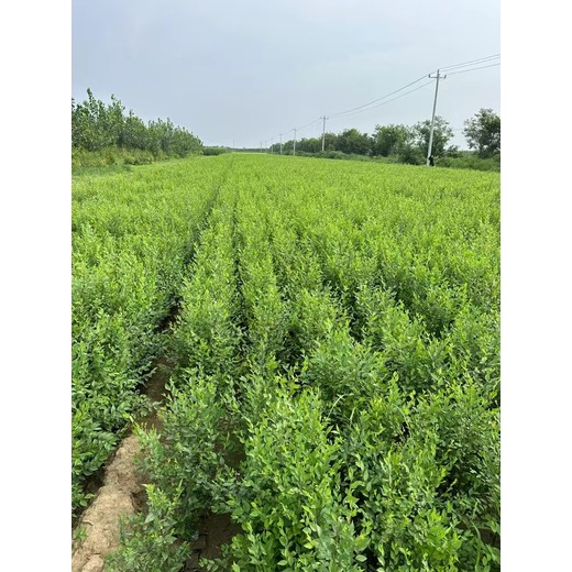 山東青島市南區(qū)榆樹苗批發(fā)基地產(chǎn)地貨源榆樹苗批發(fā)