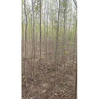 山東臨沂莒南榆樹苗基地
