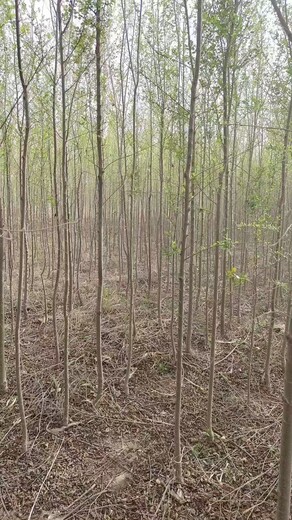 山東任城區(qū)榆樹(shù)苗批發(fā)基地廠家出售