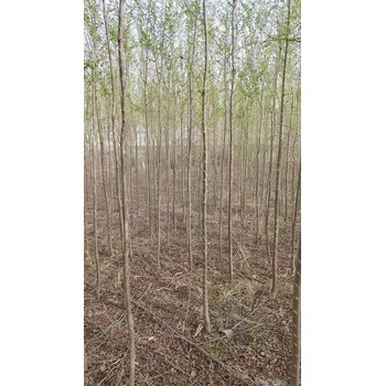 山東臨沂莒南榆樹(shù)苗基地