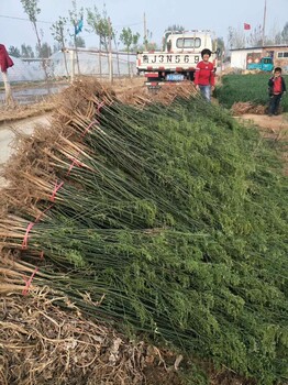 山東淄博周村區(qū)國(guó)槐小苗批發(fā)基地