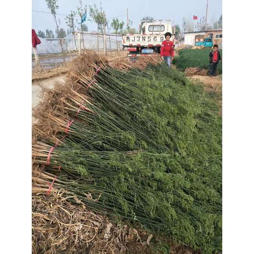 山東臨沂莒南國槐種子苗批發(fā)基地