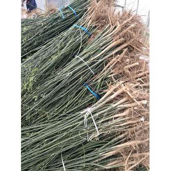山東淄博周村區(qū)國(guó)槐小苗批發(fā)基地